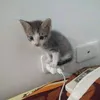 mdhynthk