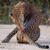 kwa_malofa