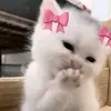 alifa_5640