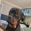 droobiedro
