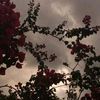 mi_55_44