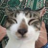 1cumikering_