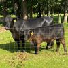 watsonfarmsandmeat