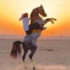 horse_ksa_