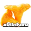 lisisichki