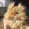 haneen_4197