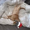 cat_cats22
