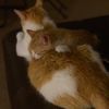 realmeower