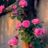 akhtar.ur.rehman