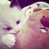 afifah.123459