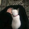 sarsora_835