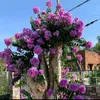 userd9sir36dwr