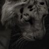garibov_01