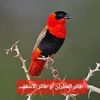 tayeb222222