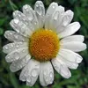 bozena_pompa