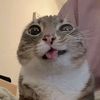 dammhrim_18