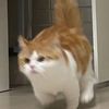 rafliwrm