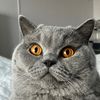 lilacats_