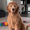 bellegoldendoodle