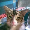 goodbye_mycat