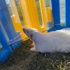 cherishranchanimalfarm