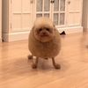 muffledclouds