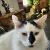 mammacat2