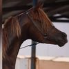 -𝟏𝟗𝟗𝟑🐎.