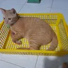 honggnguyennn1