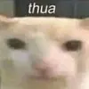 cuchabalua69
