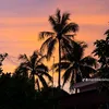 miley_374