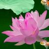 phamhuong250983