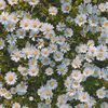 flowerrpuff_00_