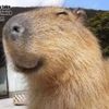 capybaraquerrrrrrrr