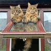 Maincoon_Ridley & Stringbean