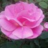 yulissa8398608112416
