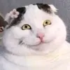 heocaogia