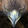 quetzali_tz_n