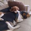 beaglebrothers2