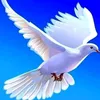 user5307759167119