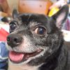 happypaws4.2