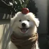 chaumichotsoo