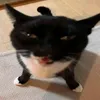 _z01hara