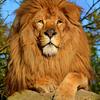 lion_0276