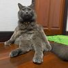 happycat_ptm