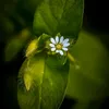 mona_443_