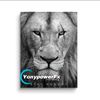 yonypowerfx