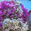 suadmoh35