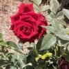 reyton_05