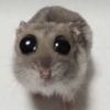 sad.hamster22